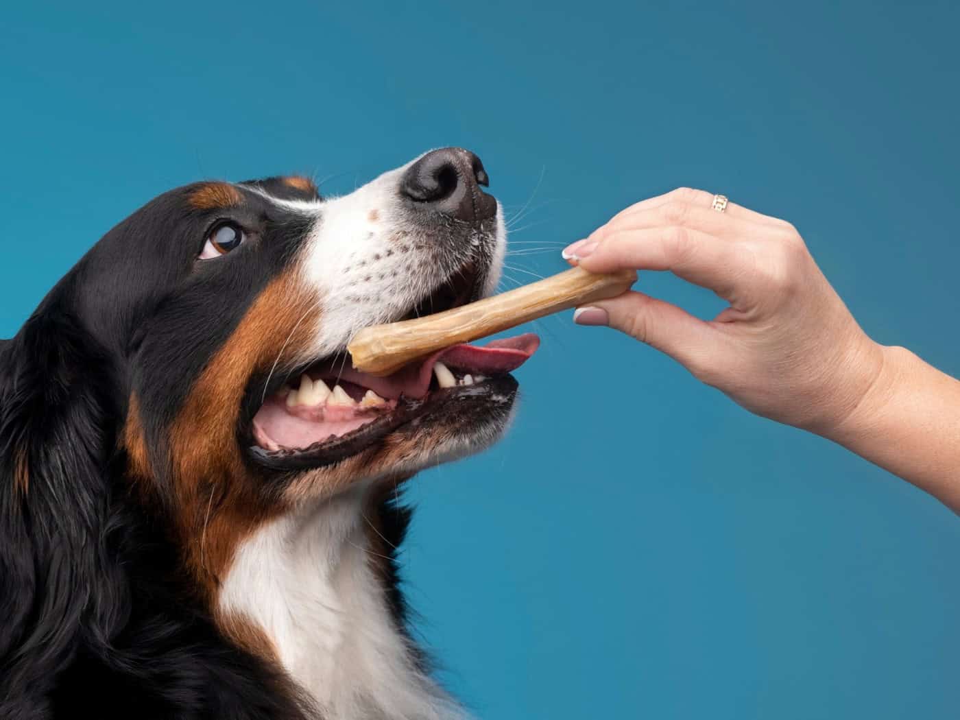 Hund mit geöffnetem Maul greift freudig nach einem knochenförmigen Leckerli in einer Hand