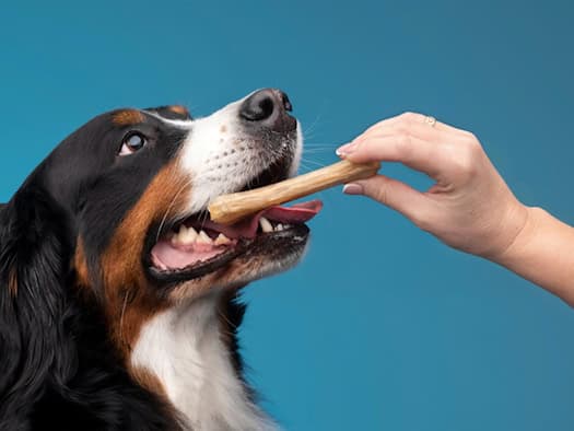Hund mit geöffnetem Maul greift freudig nach einem knochenförmigen Leckerli in einer Hand