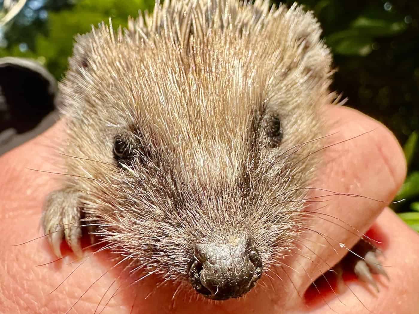 Kleiner Igel – was tun?