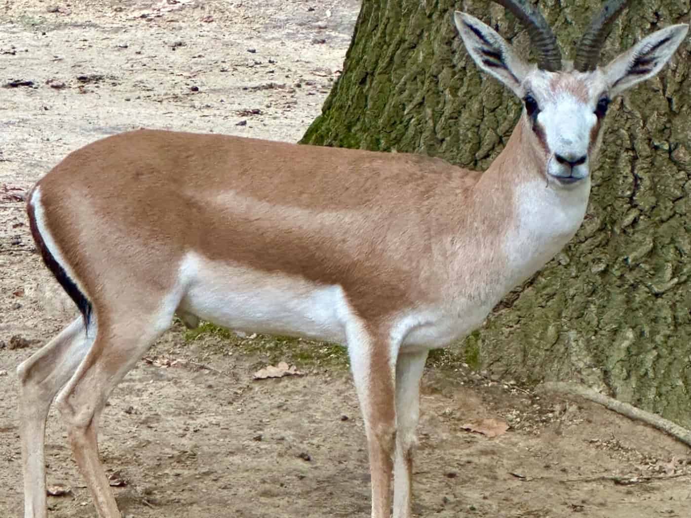 Gazellen auf Reisen: Ringtausch stärkt die genetische Vielfalt