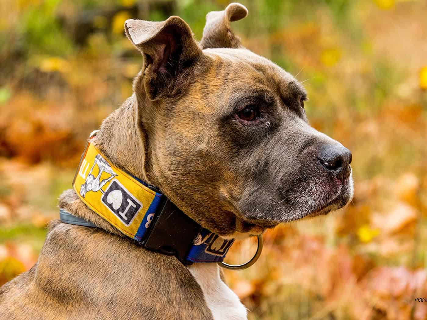 Angriff von Kampfhund in Görlitz abgewehrt