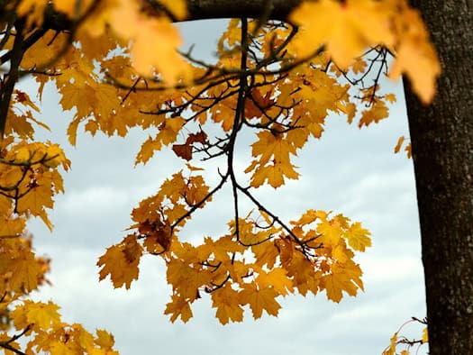 Symbolbild: Bunt gefärbte, gelb-orange Ahornblätter im Herbst an feingliedrigen Ästen vor einem bewölkten, hellen Himmel neben einem Baumstamm.