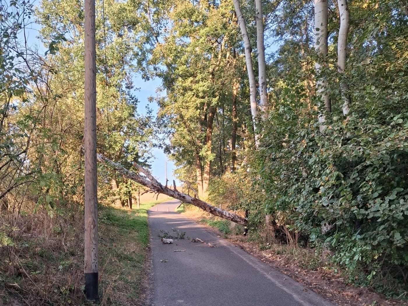 Baum blockiert Straße in Kobitzsch
