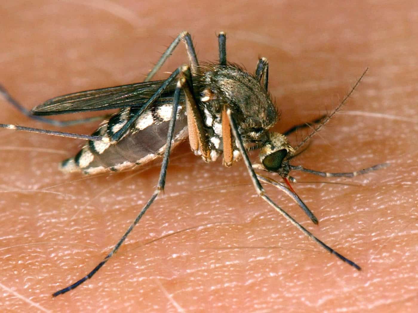 Bisher eine Infektion mit dem West-Nil-Virus in Sachsen 2026