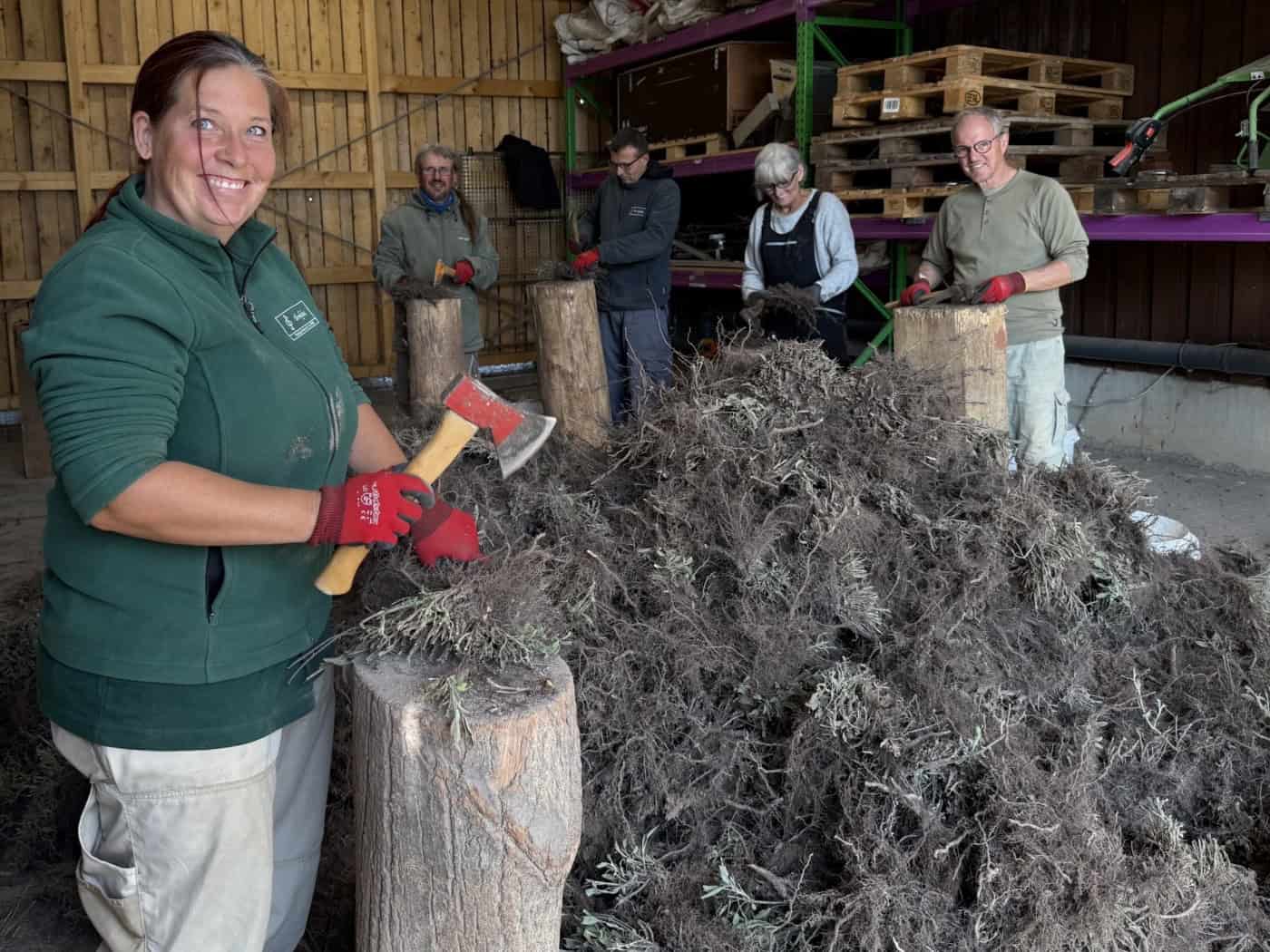 Cindy Richter lächelt in die Kamera und hält ein kleines Beil über einen Hackstock mit Salbeiwurzeln. Im Hintergrund stehen weitere Teammitglieder an Holzblöcken neben einem großen Berg erdiger Wurzeln in einer Scheune der Bombastus-Werke. (