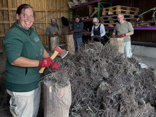 Cindy Richter lächelt in die Kamera und hält ein kleines Beil über einen Hackstock mit Salbeiwurzeln. Im Hintergrund stehen weitere Teammitglieder an Holzblöcken neben einem großen Berg erdiger Wurzeln in einer Scheune der Bombastus-Werke. (