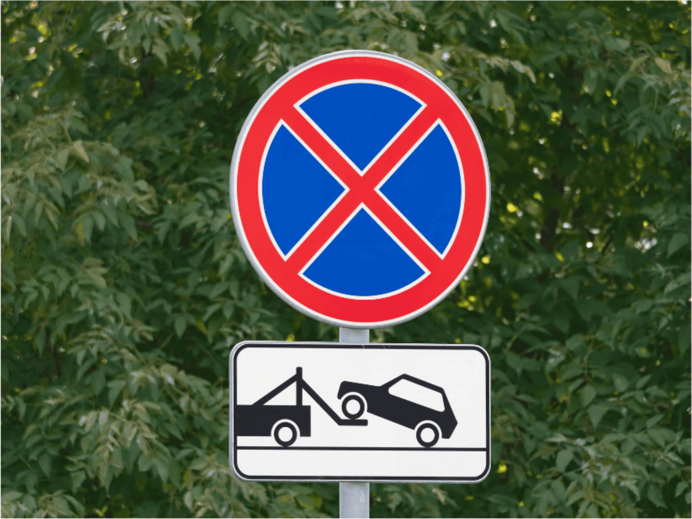 Weinachtsbaumtransport macht vorübergehende Haltverbote in Meißen erforderlich