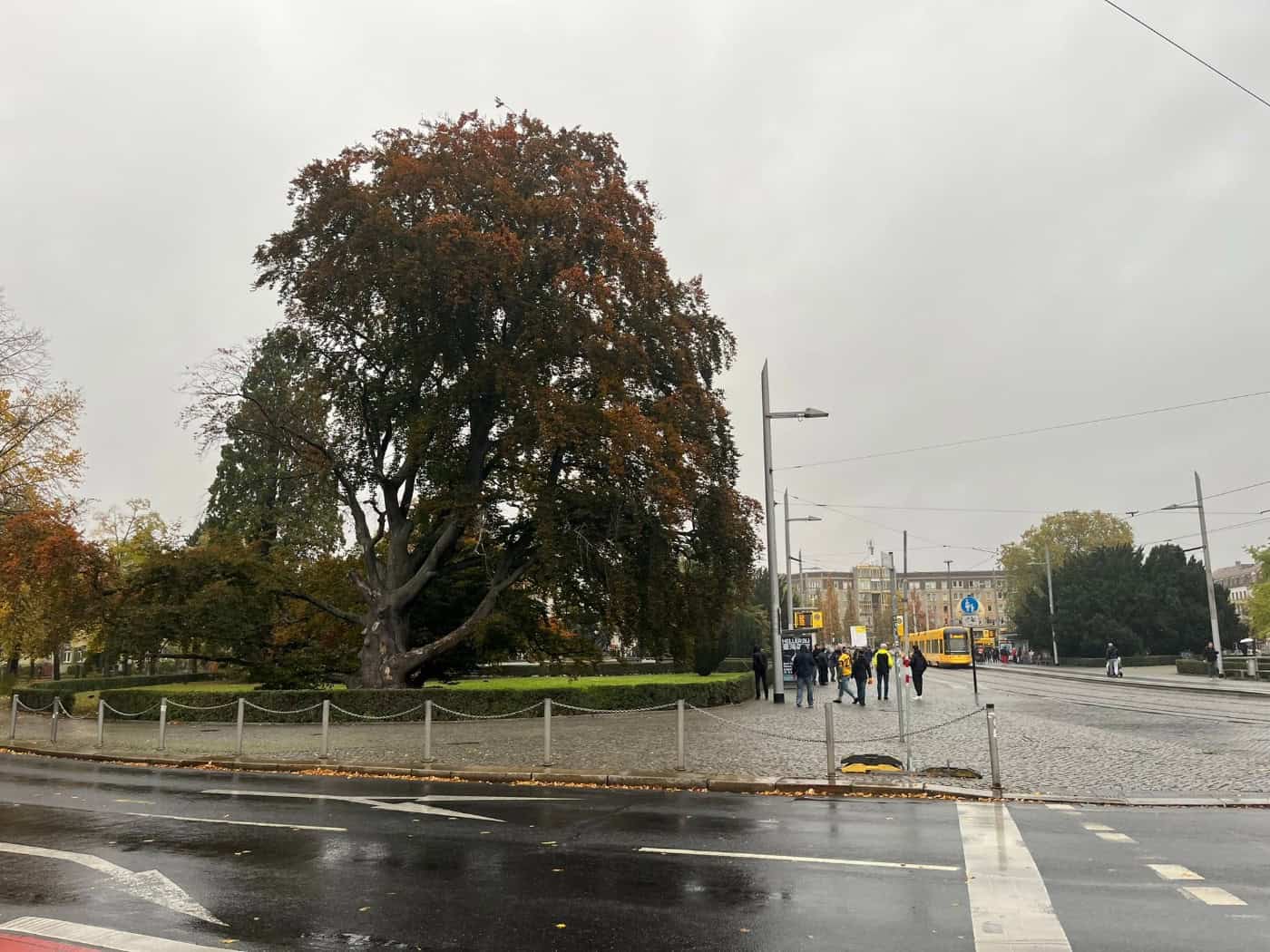 Eine mächtige, historische Blutbuche mit herbstlich verfärbtem Laub steht auf einer Grünfläche am Albertplatz in Dresden. Im Vordergrund verläuft eine nass gerechnete Straße mit Fußgängerüberweg, rechts hält eine gelbe Straßenbahn der DVB.