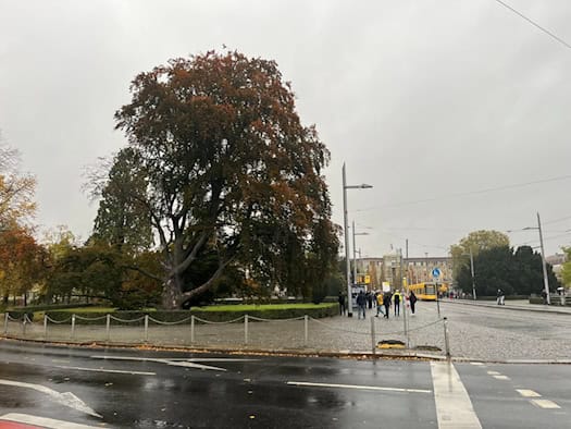Eine mächtige, historische Blutbuche mit herbstlich verfärbtem Laub steht auf einer Grünfläche am Albertplatz in Dresden. Im Vordergrund verläuft eine nass gerechnete Straße mit Fußgängerüberweg, rechts hält eine gelbe Straßenbahn der DVB.