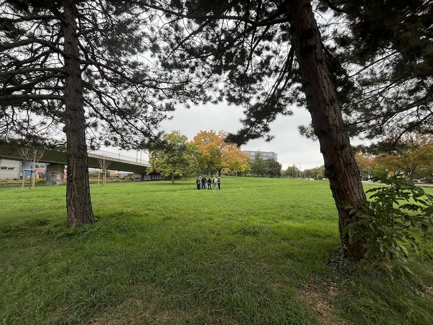 Blick zwischen zwei alten Nadelbäumen hindurch auf eine weite grüne Wiese an der Ammonstraße. In der Distanz steht eine kleine Personengruppe auf dem Rasen, im Hintergrund verläuft eine Hochstraße.
