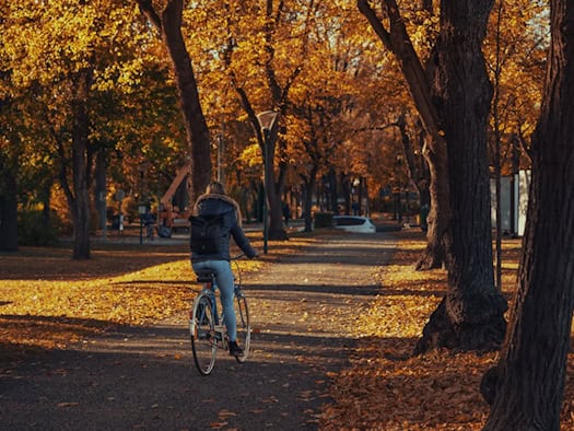 Eine Radfahrerin von hinten auf einem Weg durch einen herbstlichen Park, gesäumt von Bäumen mit goldenen Blättern und abgefallenem Laub auf dem Boden im warmen Sonnenlicht.   