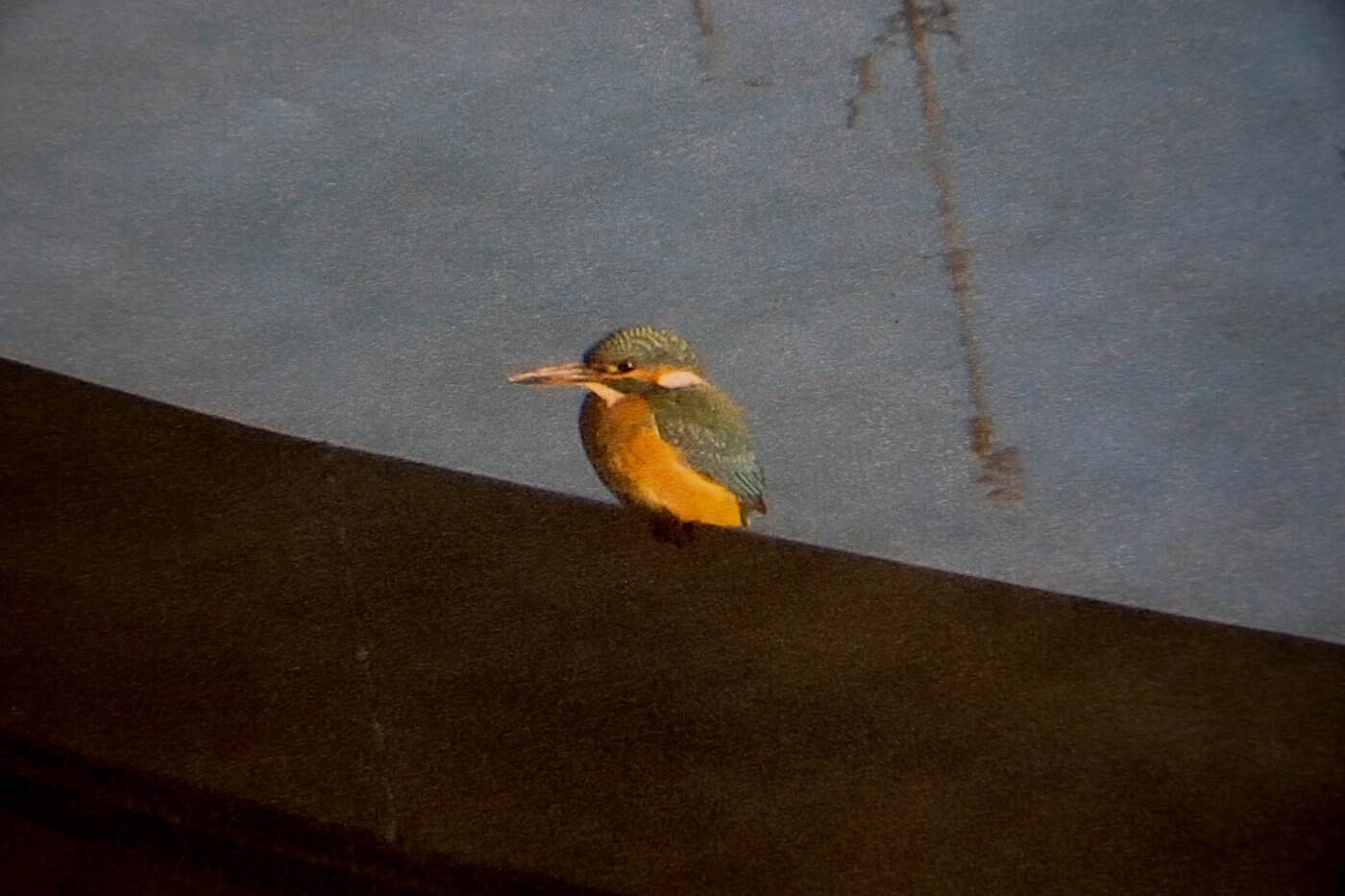 Ein kleiner Eisvogel mit leuchtend blau-grünem Gefieder und orangefarbener Brust sitzt auf einer dunklen Kante am Nachklärbecken vor spiegelndem Wasser im Hintergrund.
