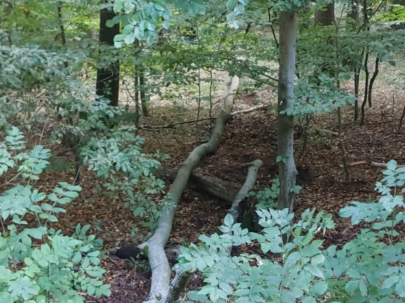 Umgestürzter Baumstamm liegt zwischen grünem Laub auf dem Waldboden