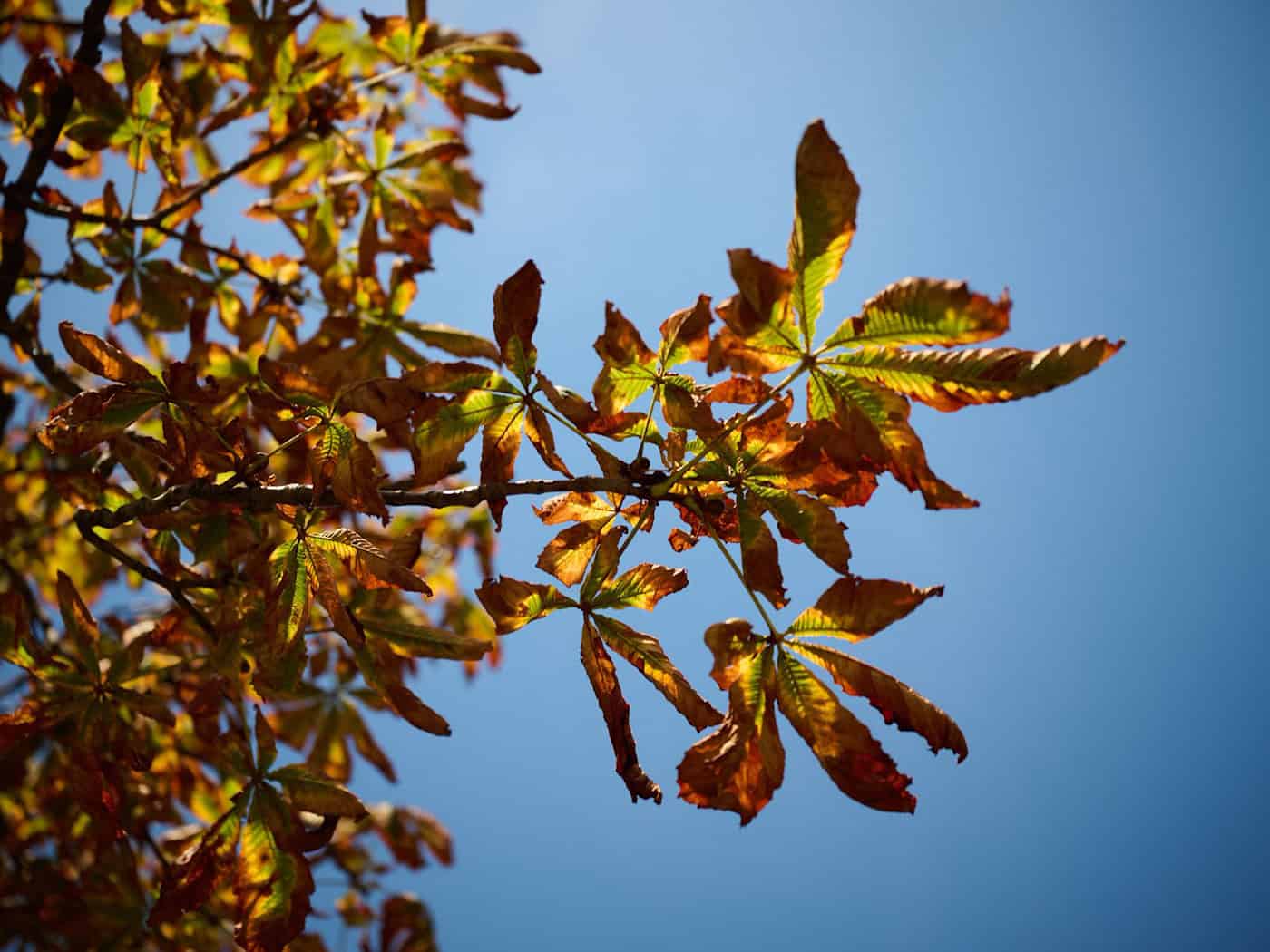 Freitag noch freundlich, dann wird es herbstlich