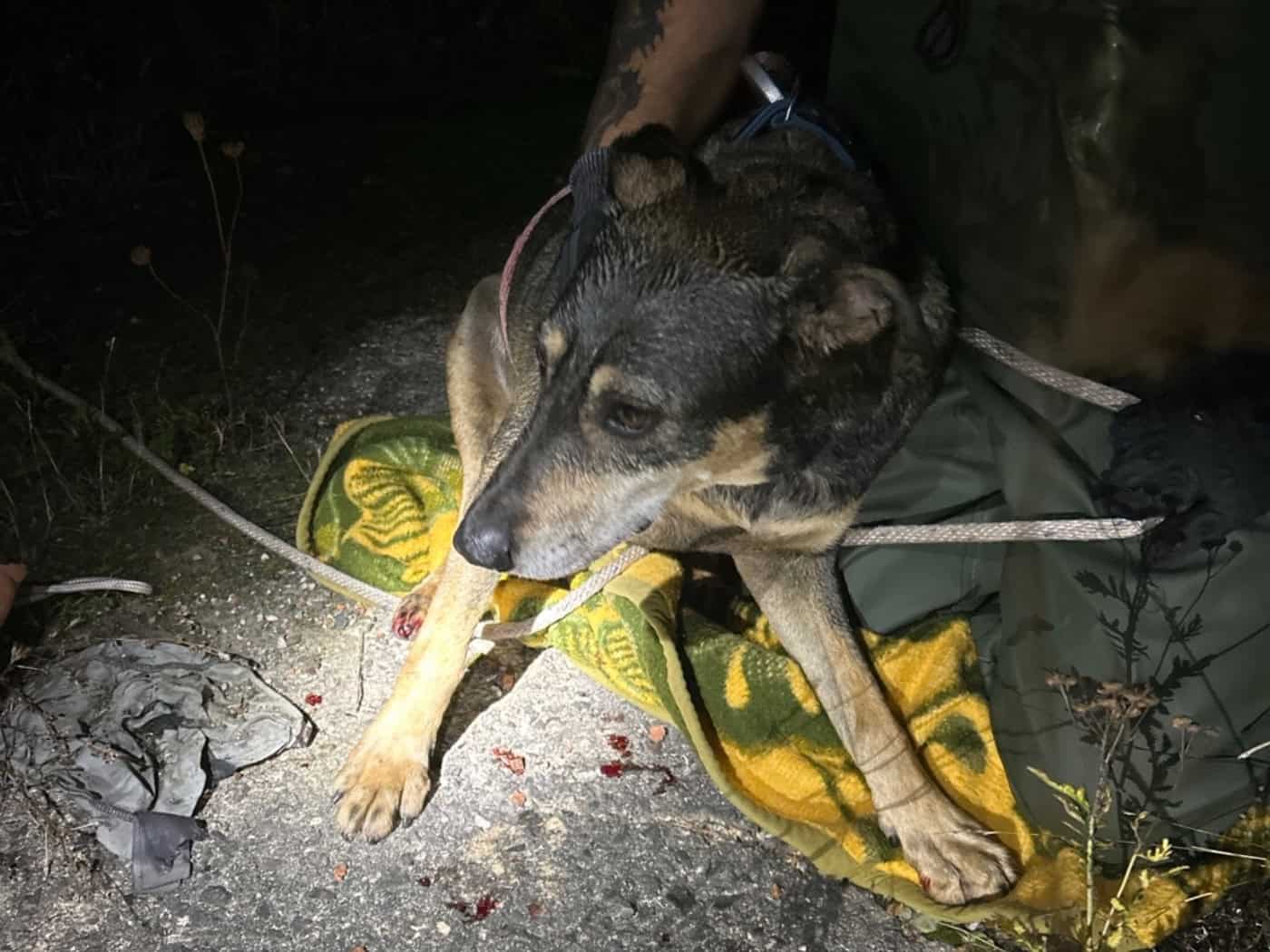 Hund aus Wasserbecken in Weißwasser gerettet