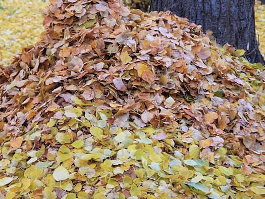 Nahaufnahme eines großen Haufens aus trockenen, gelben, orangefarbenen und braunen Blättern, der sich am dunklen Fuß eines Baumstamms auftürmt. Der Boden im Hintergrund ist ebenfalls mit Herbstlaub bedeckt.
