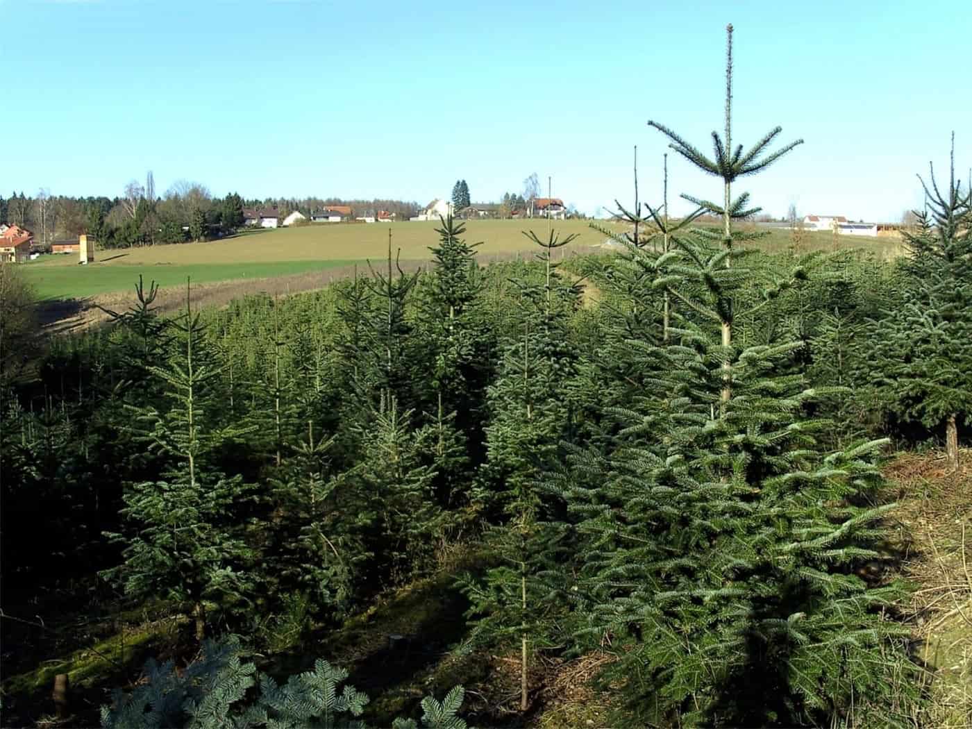 Junge Nordmanntannen in Reihen auf einer Weihnachtsbaumplantage unter blauem Himmel