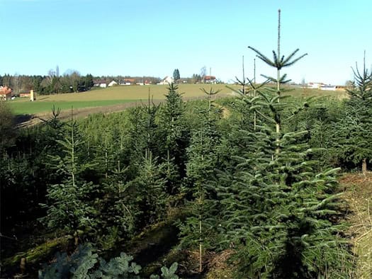 Junge Nordmanntannen in Reihen auf einer Weihnachtsbaumplantage unter blauem Himmel