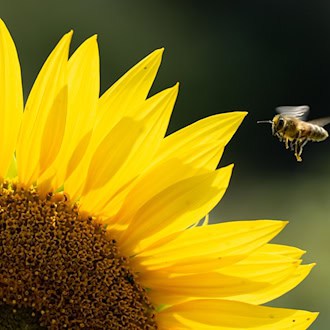 Immer mehr Sonnenblumen auf Sachsens Feldern