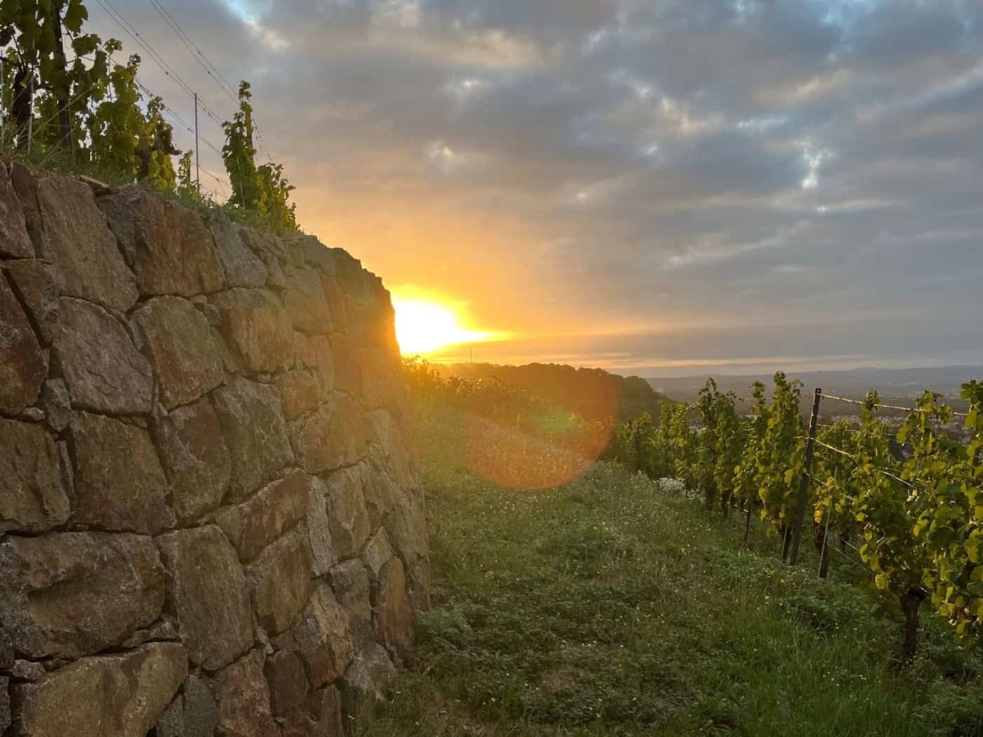 Schloss Wackerbarth schließt Hauptlese ab – zwei Wochen früher als im Vorjahr