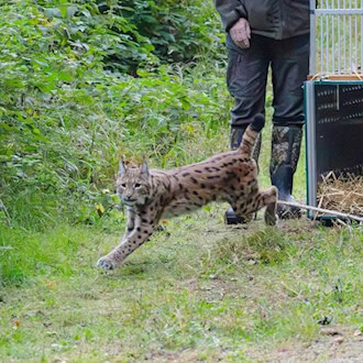 Luchskatze Mia im Westerzgebirge ausgewildert