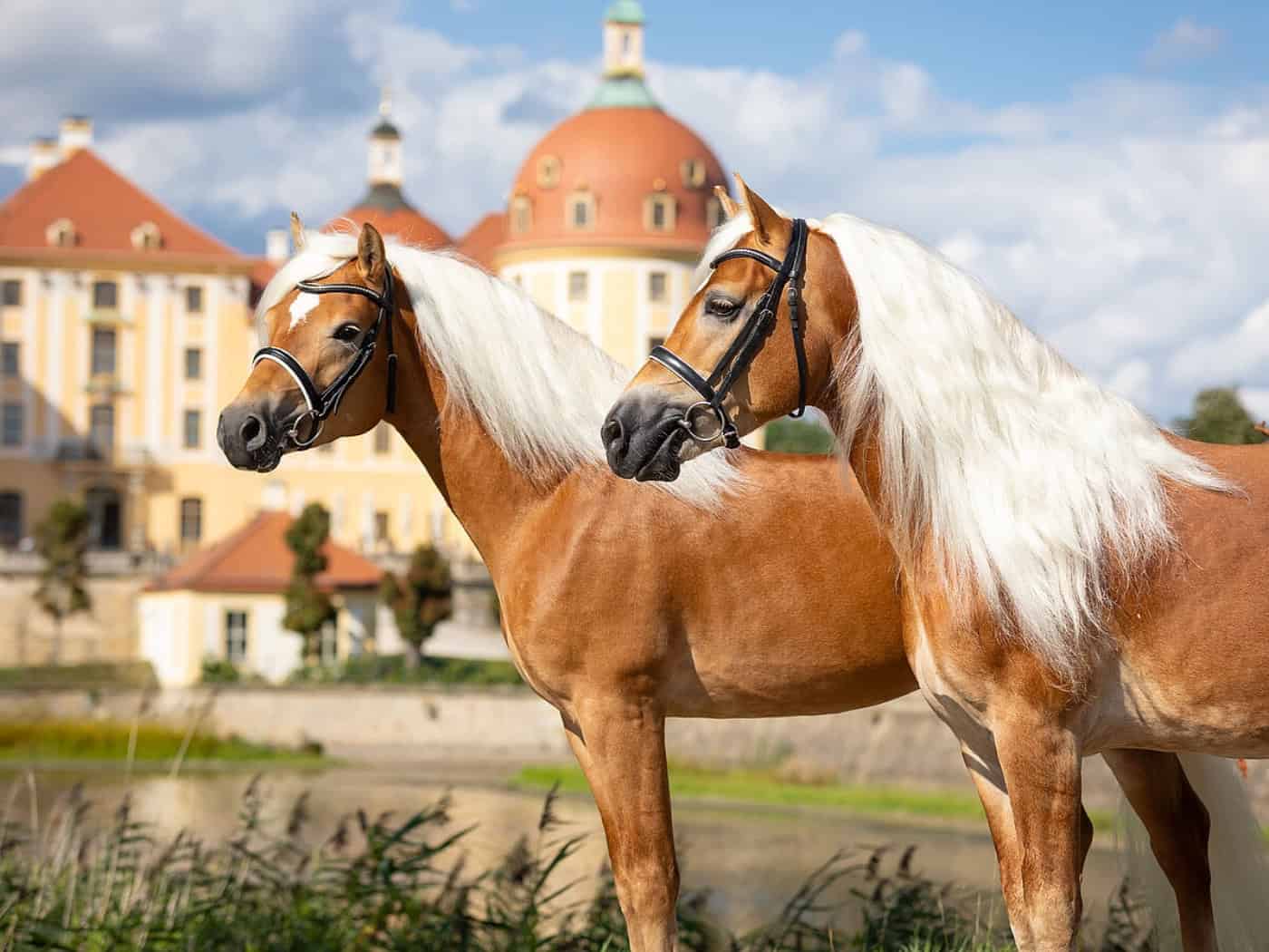 Blonde Mähnen vor dem Schloss: Bundesstutenschau der Haflinger in Moritzburg