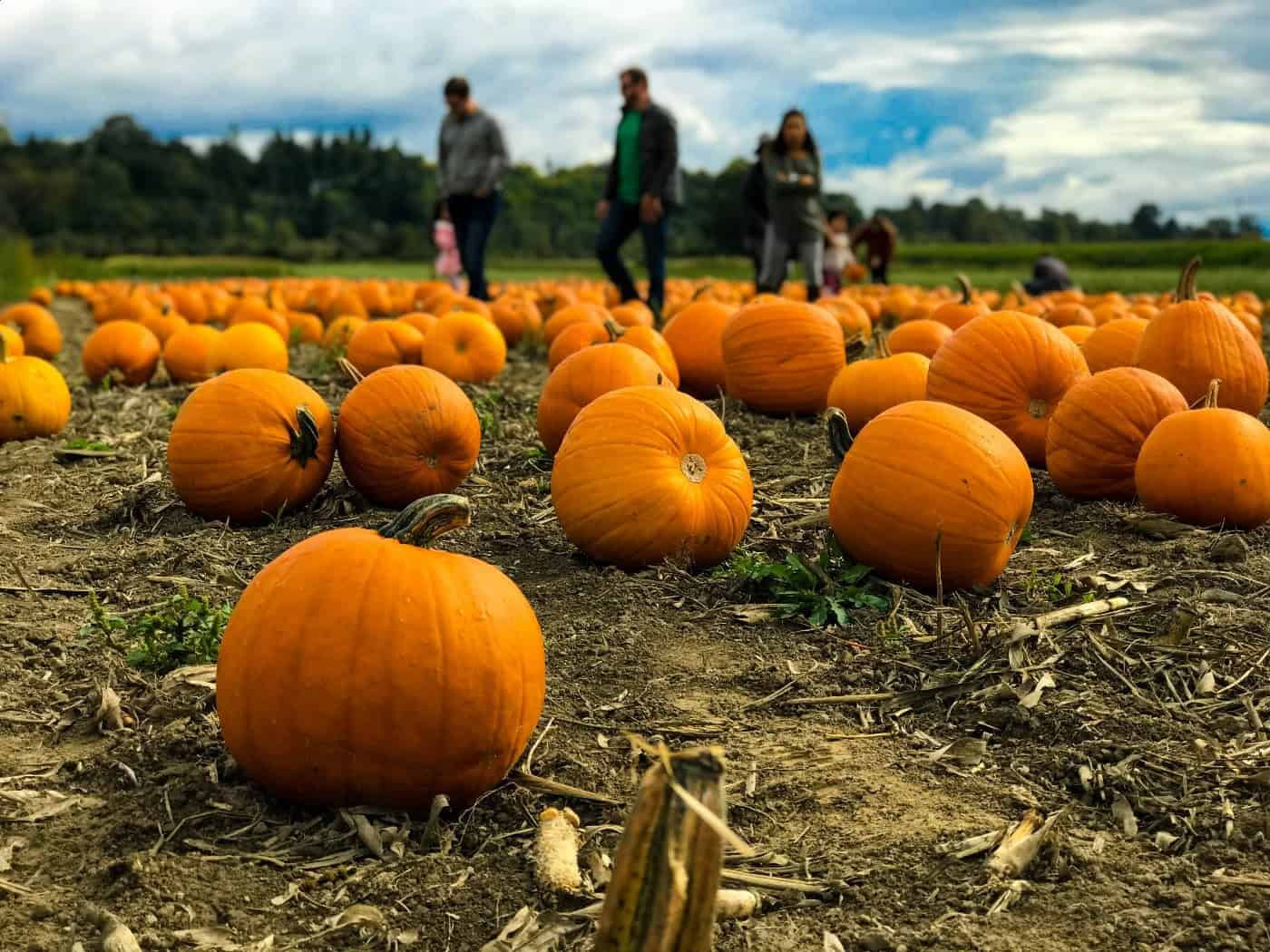 Herbstferien in Dresden: Wer jetzt schnell ist, bekommt bei diesen Events noch kostenlose Plätze