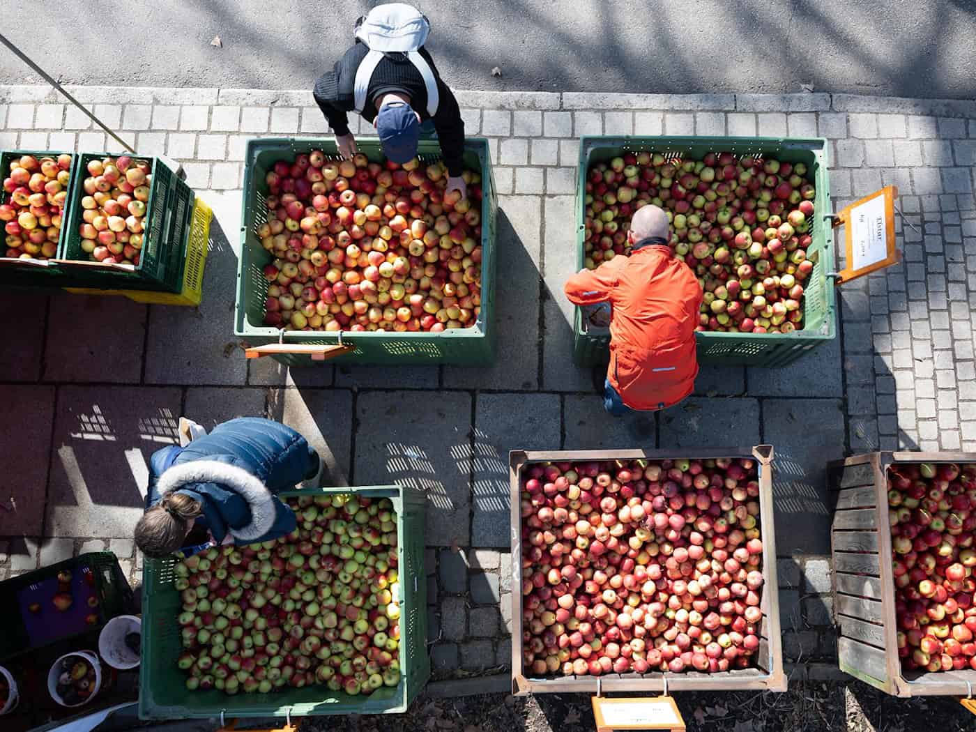 Ovocnáři bijí na poplach: regionálnímu ovoci hrozí nedostatek