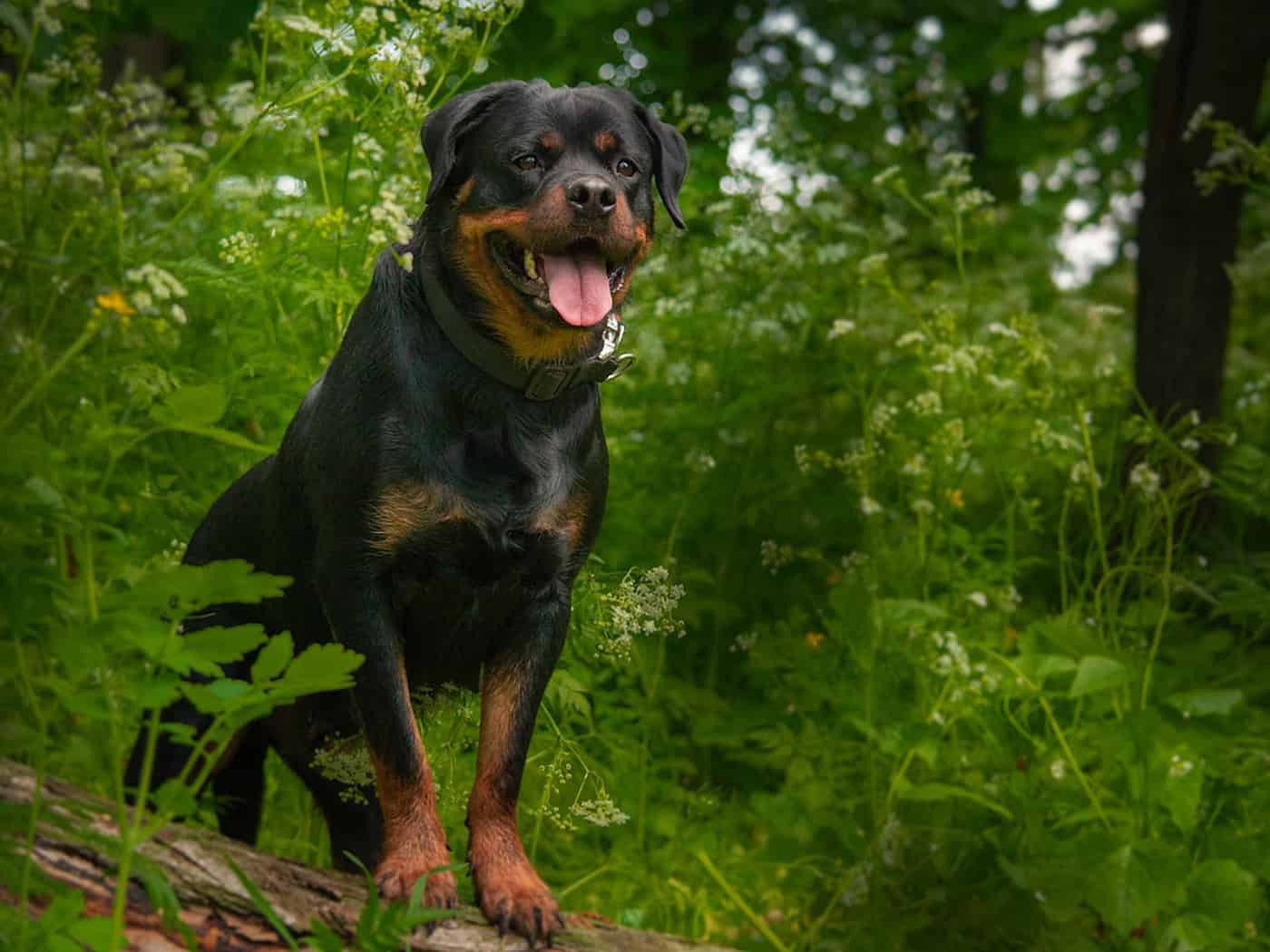 Chihuahua stirbt nach Rottweiler-Biss in Zittau