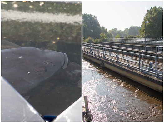 Zweiteilige Collage: Links schaut der Kopf eines großen Schuppenkarpfens knapp unter der Wasseroberfläche an einer Metallschiene hervor. Rechts der Blick über die langgestreckten, klaren Wasserbecken der biologischen Reinigungsstraße im Klärwerk.