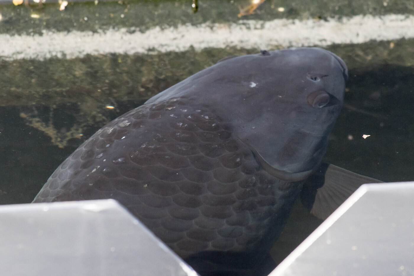 Nahaufnahme eines großen, dunkelgrauen Schuppenkarpfens, der knapp unter der Wasseroberfläche direkt an der gezackten Metallkante (Zahnschwelle) eines Nachklärbeckens schwimmt.