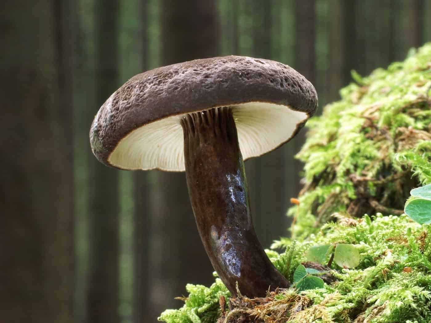 Hlíva Schwarzkopfova je „Houbou roku“ 2027