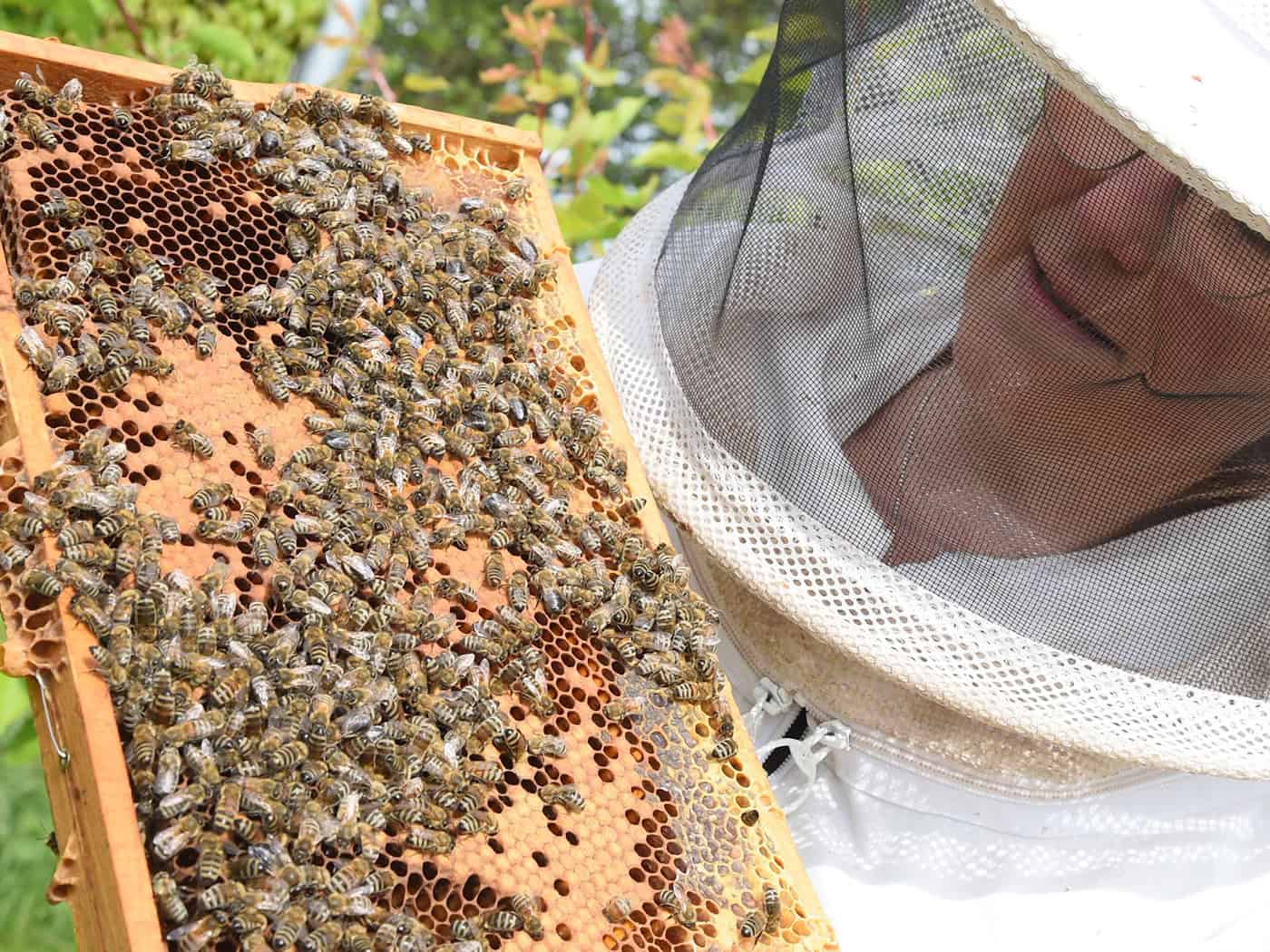 Sommerhitze bremst Bienen - Völkerzahl geht zurück