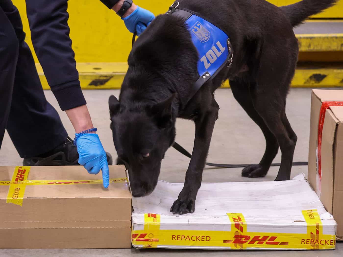 Spürhund erschnüffelt geschmuggelte Pythonhäute