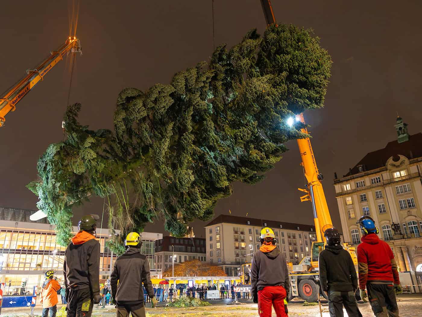 Christmas Tree Arrives for Dresden's Striezelmarkt