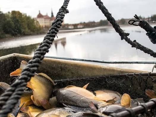 Fischer halten ein Netz voller Karpfen am Schlossteich, im Hintergrund Schloss Moritzburg