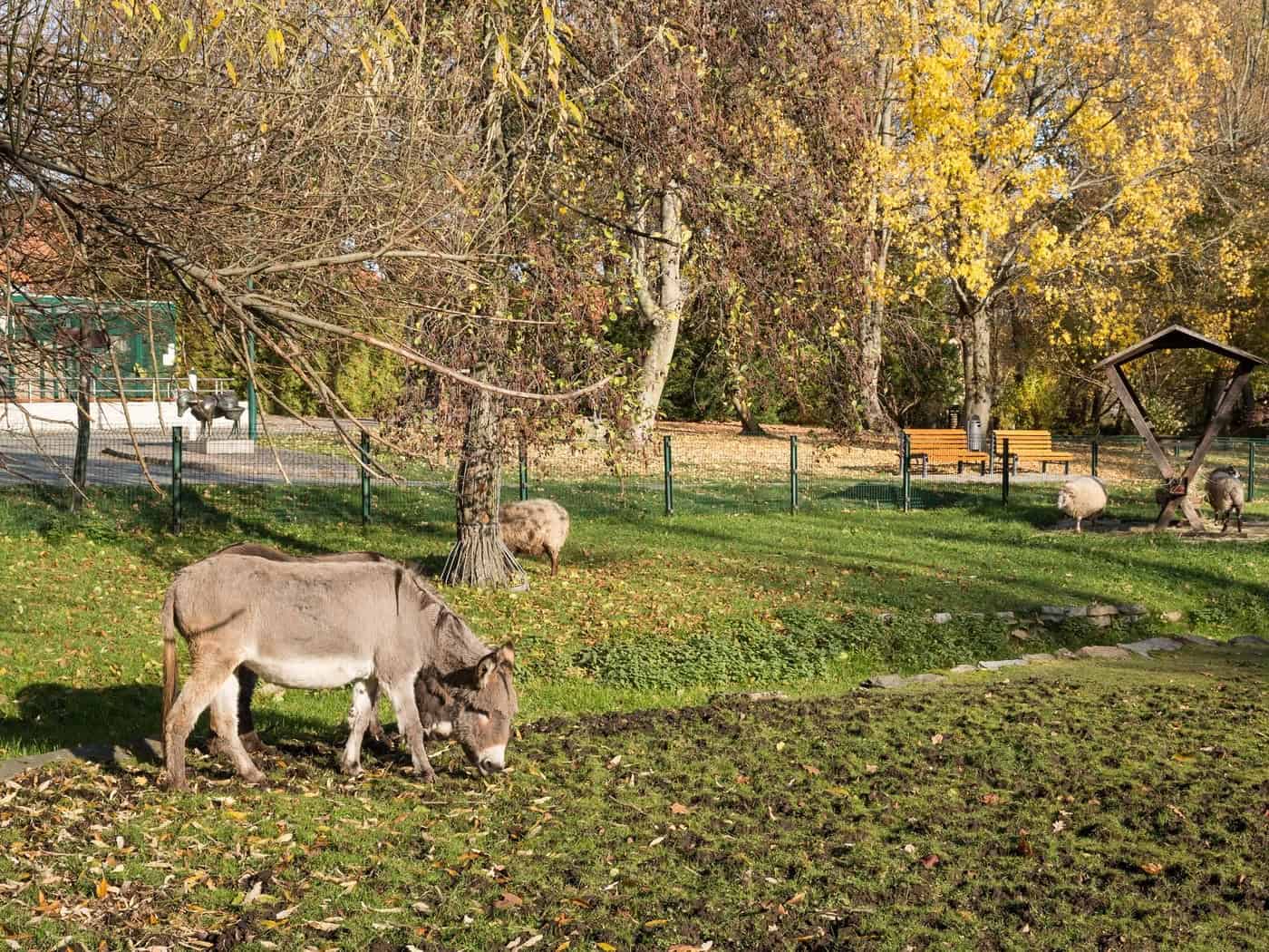 Ein Esel grast im herbstlichen Tierpark Freiberg, im Hintergrund weiden Schafe vor gelb gefärbten Bäumen.