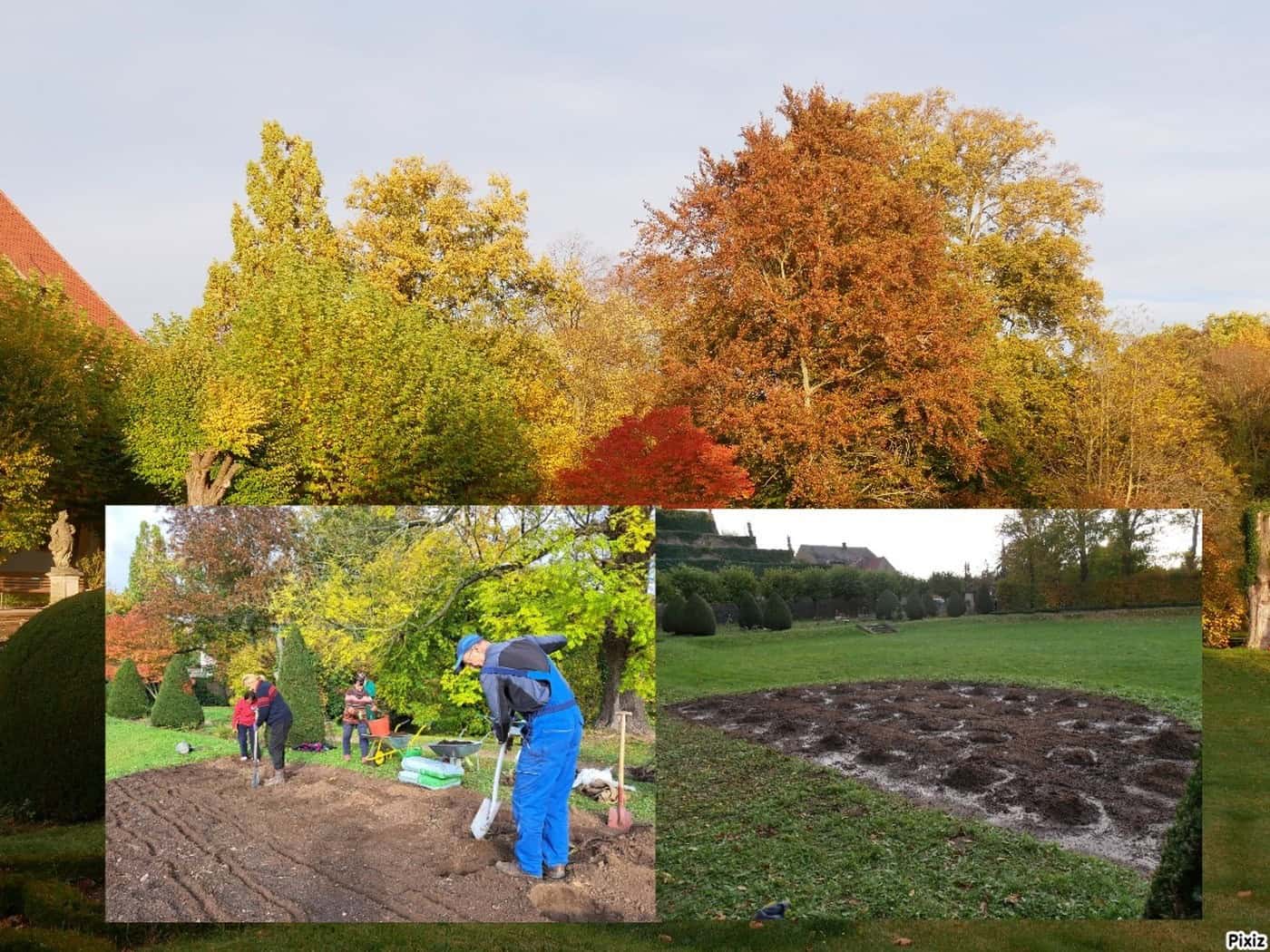 Collage mit Herbstbäumen im Schlosspark Seußlitz, darunter Gärtner beim Anlegen des Rosenbeets und die vorbereitete Fläche