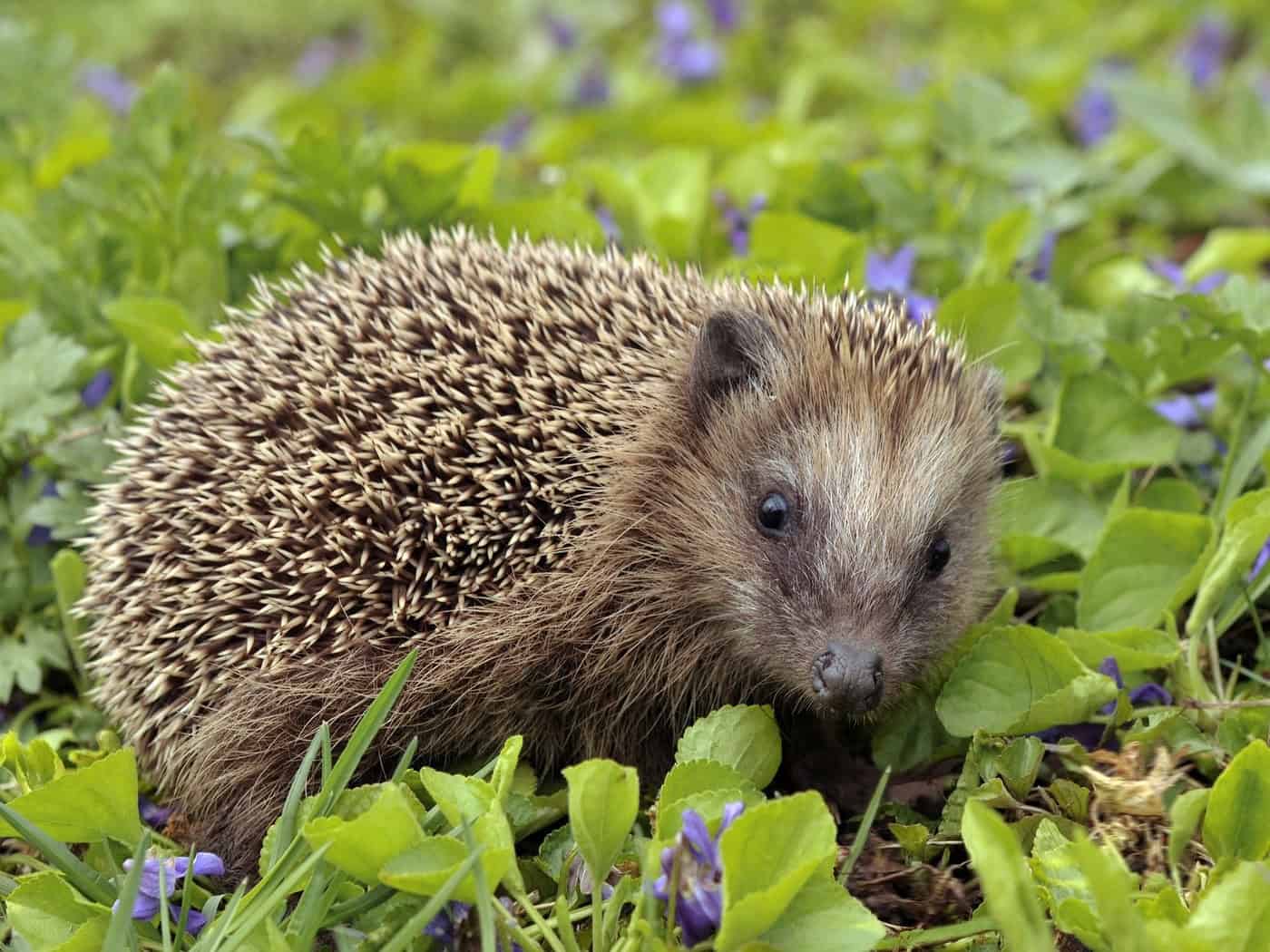 Braunbrustigel sitzt zwischen grünen Blättern und lila Blüten