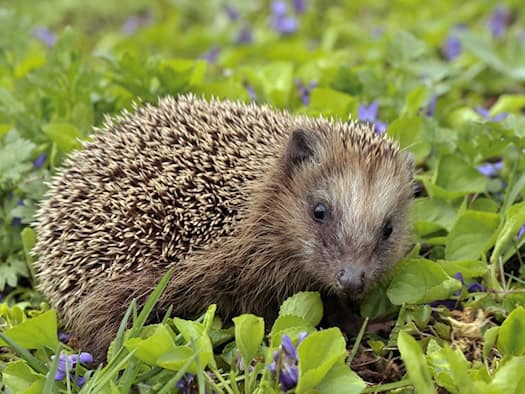 Braunbrustigel sitzt zwischen grünen Blättern und lila Blüten