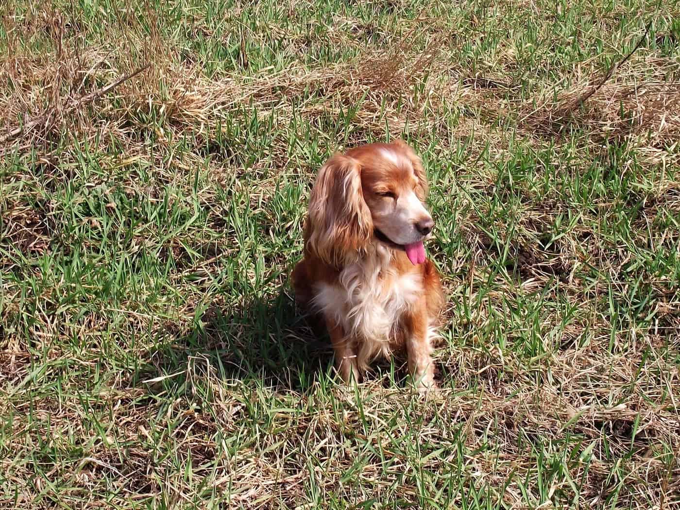 Rotbrauner Hund sitzt auf einer Wiese und lässt die Zunge heraushängen