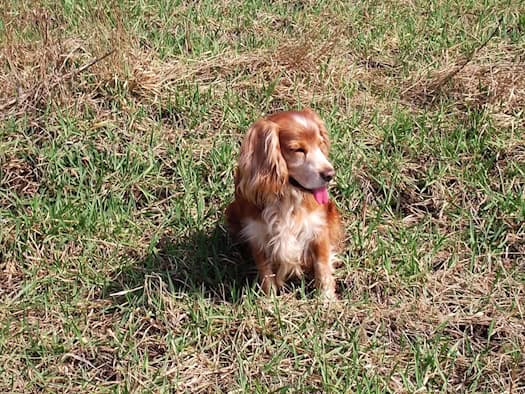 Rotbrauner Hund sitzt auf einer Wiese und lässt die Zunge heraushängen