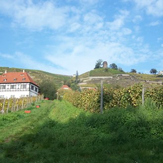 Terrassierte Weinberge in Radebeul mit Fachwerkhaus, darüber Bismarckturm und Spitzhaus