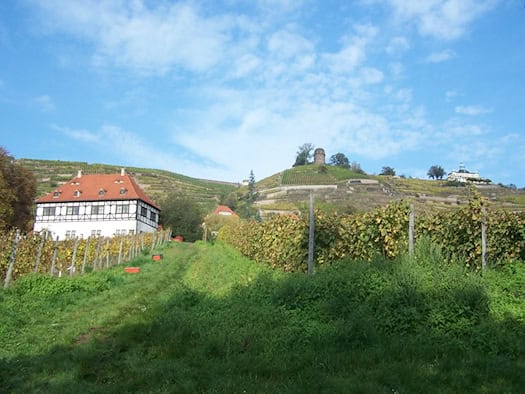 Terrassierte Weinberge in Radebeul mit Fachwerkhaus, darüber Bismarckturm und Spitzhaus