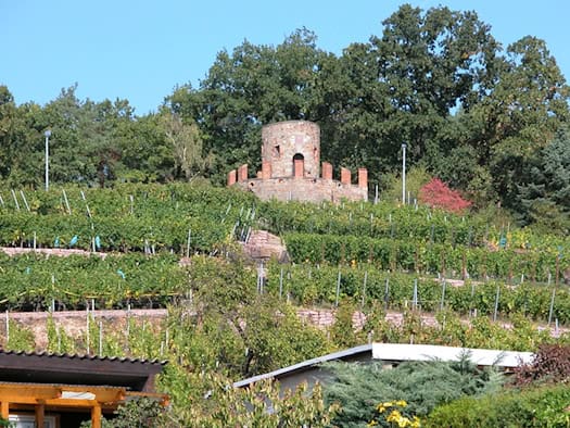 Terrassierter Weinberg mit grünen Rebzeilen, darüber ein runder Steinturm mit Zinnen vor blauem Himmel und Bäumen.