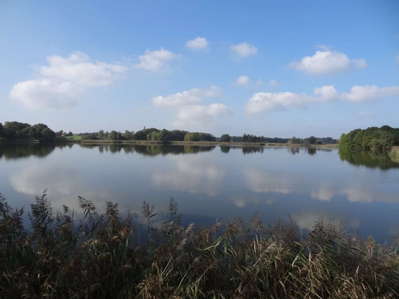 Ruhige Wasserfläche des Dippelsdorfer Teichs mit Schilf im Vordergrund, Baumreihe am gegenüberliegenden Ufer und blauem Himmel mit Wolken