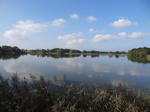 Ruhige Wasserfläche des Dippelsdorfer Teichs mit Schilf im Vordergrund, Baumreihe am gegenüberliegenden Ufer und blauem Himmel mit Wolken