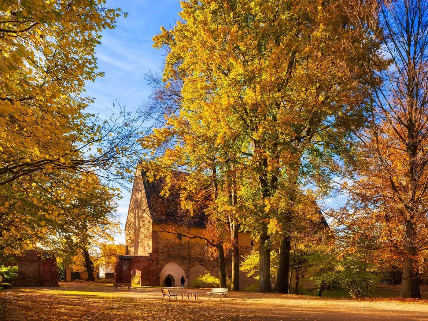 Ein mittelalterliches Backsteingebäude mit steilem Dach steht hinter hohen Bäumen mit gelb und orange leuchtendem Herbstlaub, davor ein mit Laub bedeckter Platz mit zwei Parkbänken unter blauem Himmel.