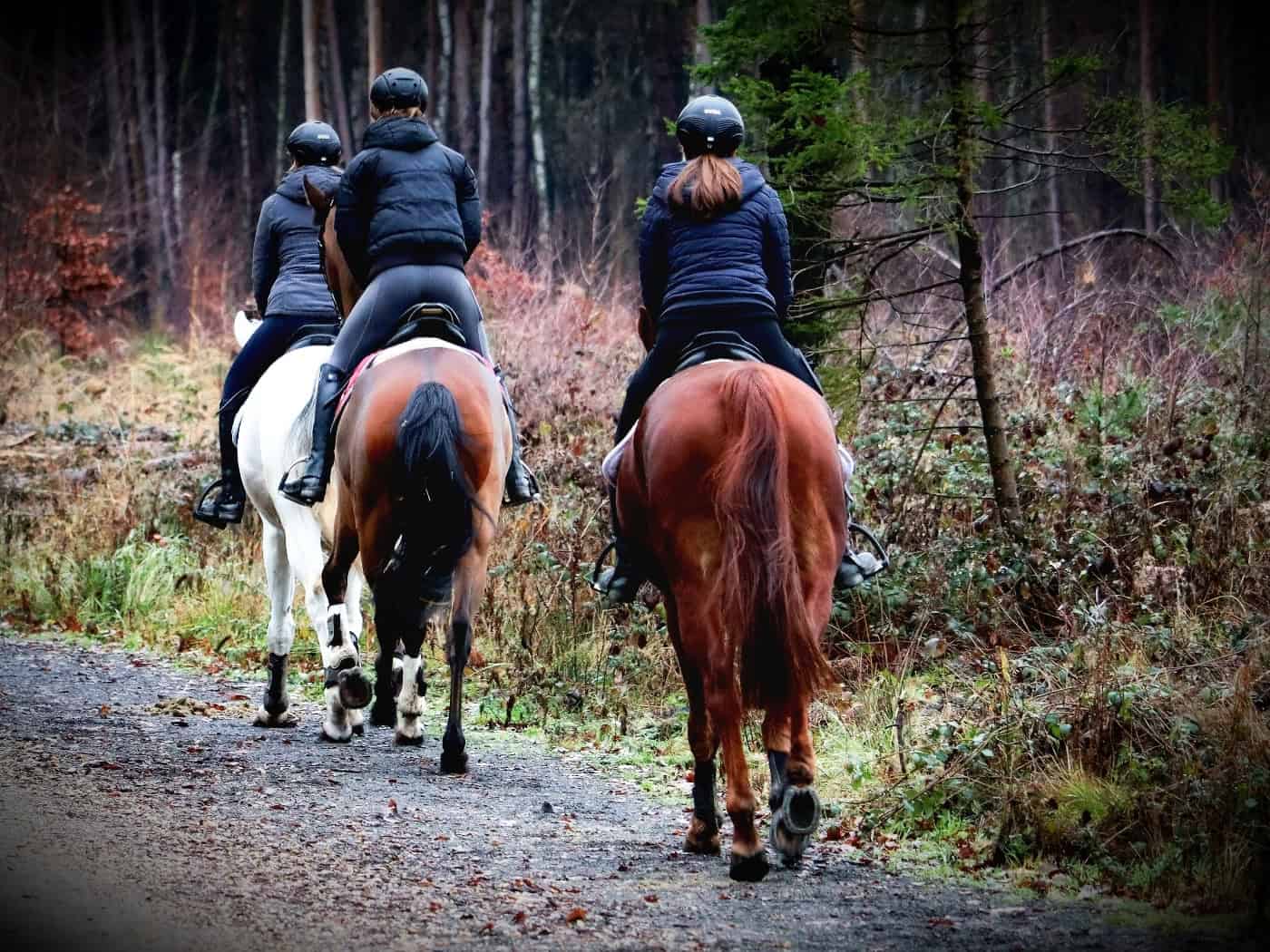 Pferde ausgebüxt: Polizei bringt Reiterinnen zurück