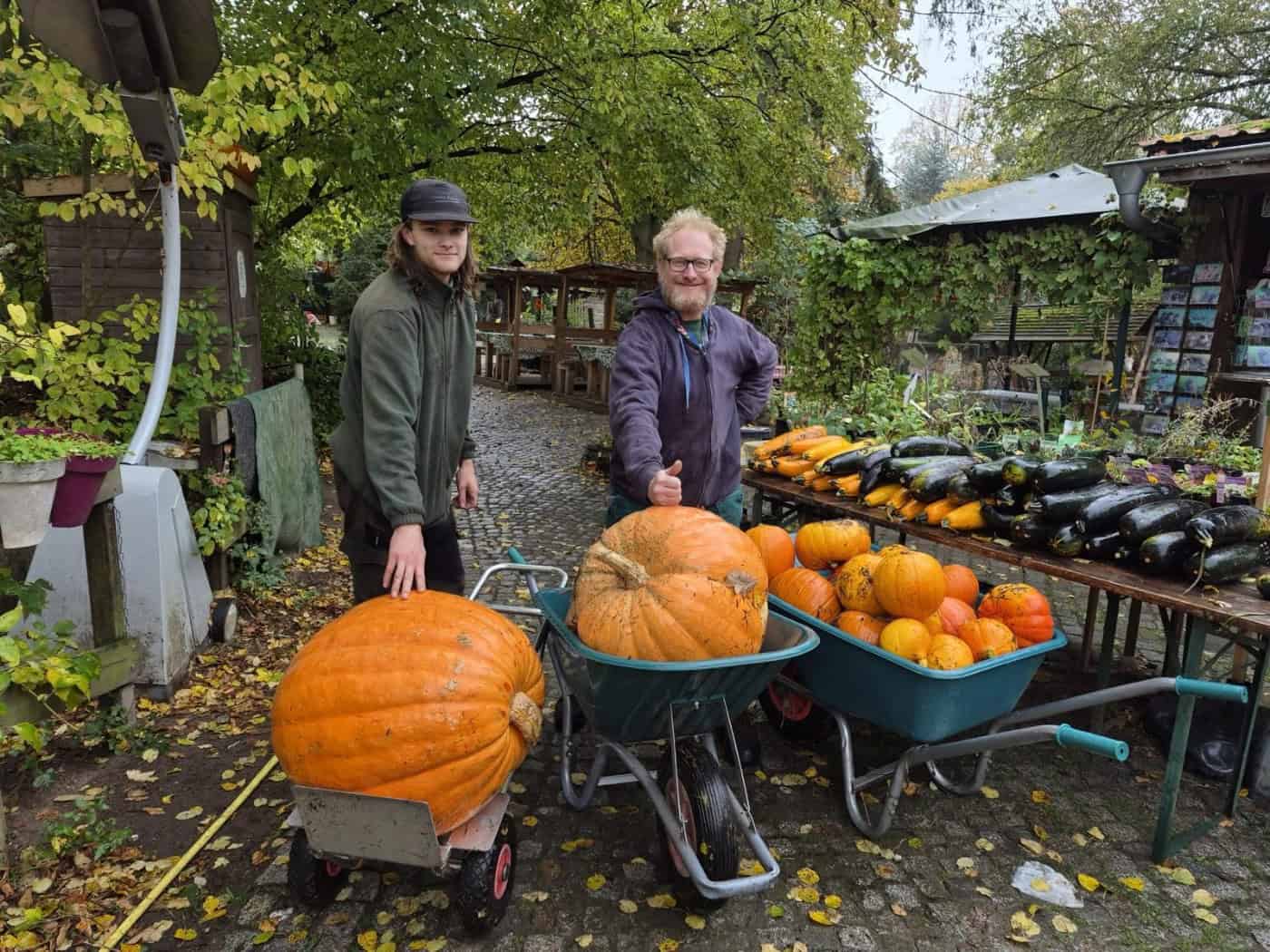 Halloween-Dekoration mit geschnitzten Kürbissen bei einem Familienfest im Tierpark.
